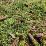 Aeration/Overseed
