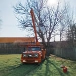 Before/during tree removal