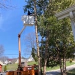 Tree Removals