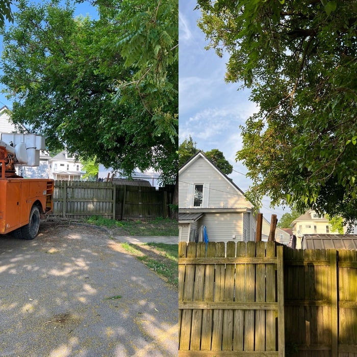 Tree Removals