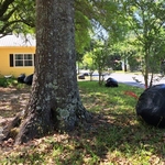 Lawn maintenance and clean up