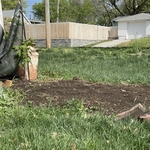 Stump 1 - 18" with root flares