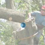 Tree Trimo
