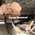 Stump Removal