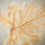Closeup of Acanthus Leaf Imprint in Concrete