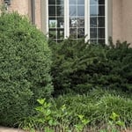 MulchBed Cleanup