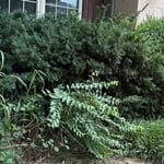 MulchBed Cleanup
