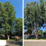 Cottonwood Trimming
