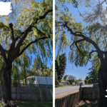 Willow Trimming