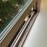 Window Cleaning