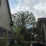 storm removal hardwood