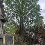 storm removal hardwood
