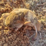 Gopher