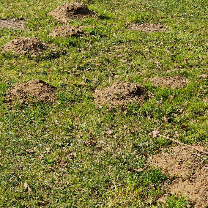 burrowing pest mounds