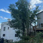 Tree job