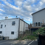 Tree job