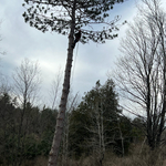 Tree job
