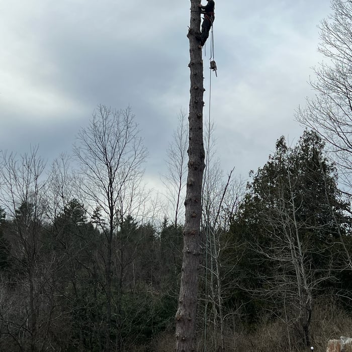 Tree job