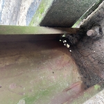 Rusted beam