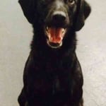 bed bug Canine "Midnight"