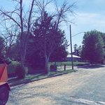Tree Service