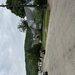 Tree Service