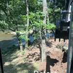 Clearing brush and trees