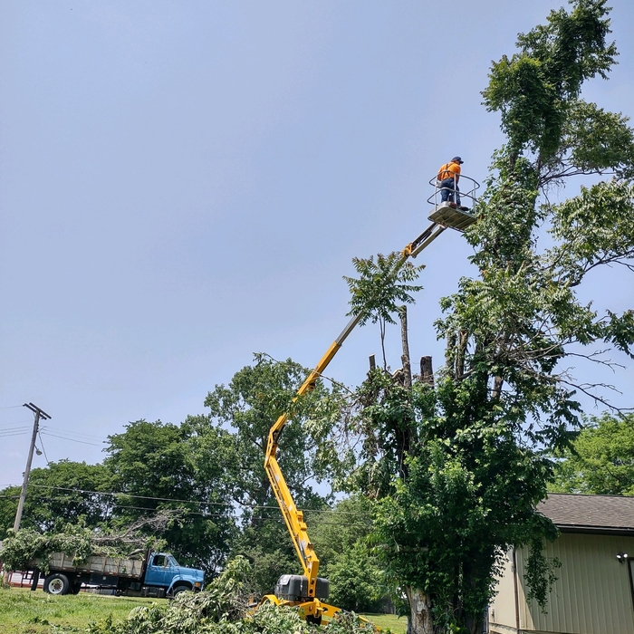 Tree Jobs