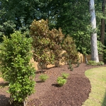 Trees
