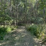 Cleared brush for new hunting spot.