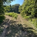 Cleared brush for new hunting spot.