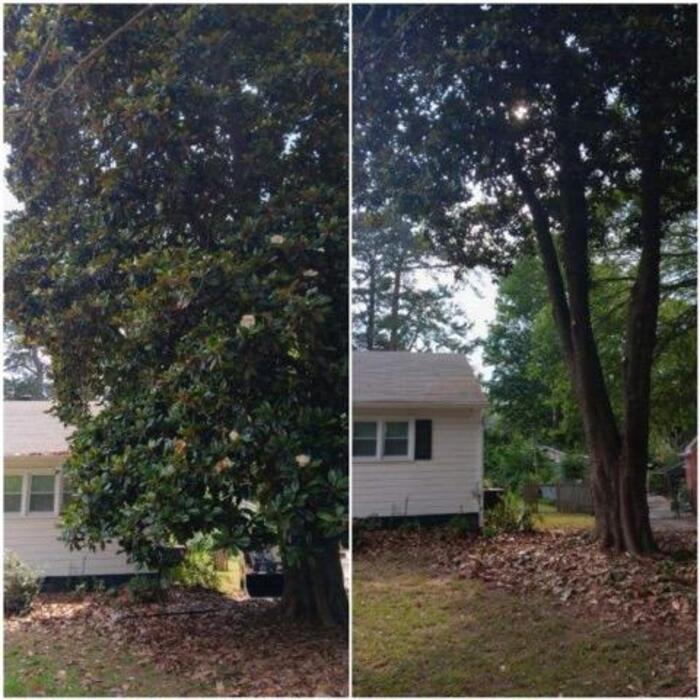 magnolia lift