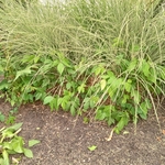 Poison ivy