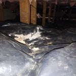 Powder from rat poison