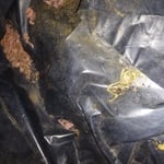 Crawlspace Rehab