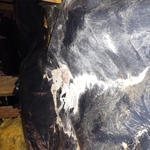 Crawlspace Rehab