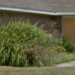 Shrub Removal