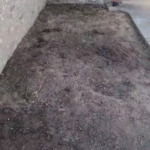 Shrub Removal