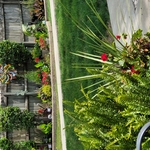 back yard
