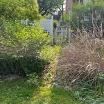 Shrub/Brush Removal (Before)