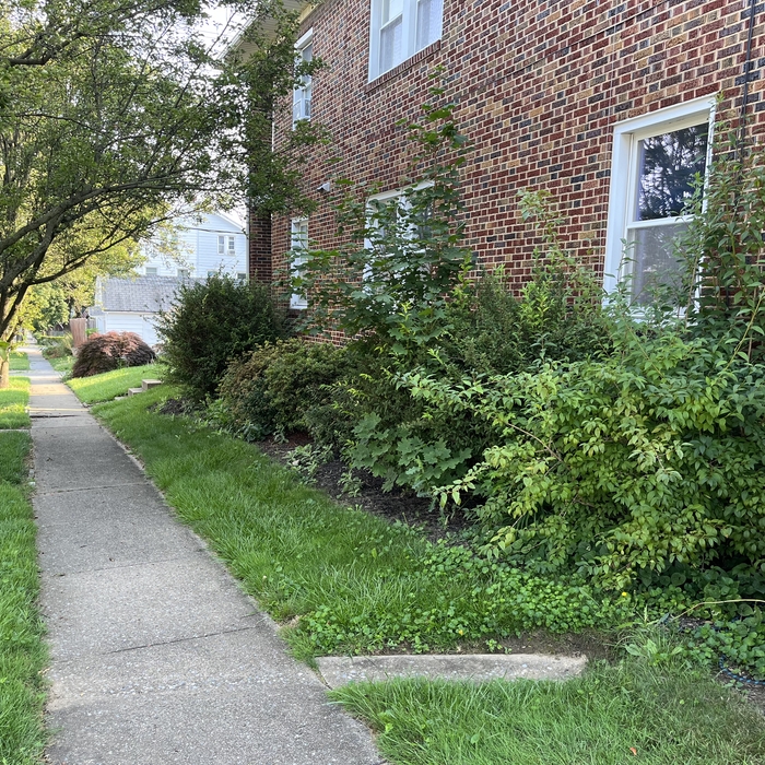 Landscape Bed Clean-Up and Shrub Pruning (Before)