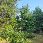Land Management