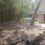 Bamboo clean up