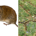 Voles
