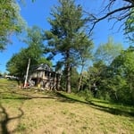 Before the tree was cut down