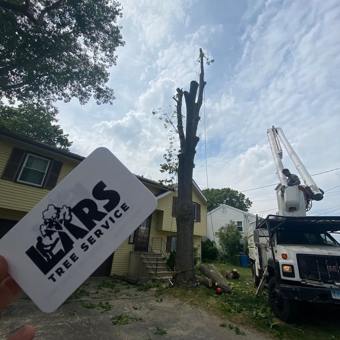 We take care of your trees!