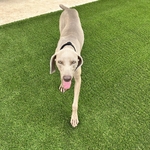 ForeverLawn K9Grass