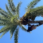 Tree Services