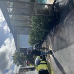 Tree Services