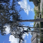 Tree Services